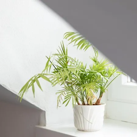 Apartament Schmid